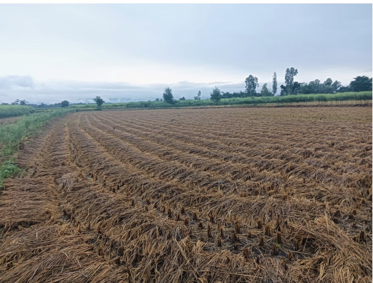 सुकाइराखेको पाँजाको धान भिजेपछि किसान चिन्तामा 