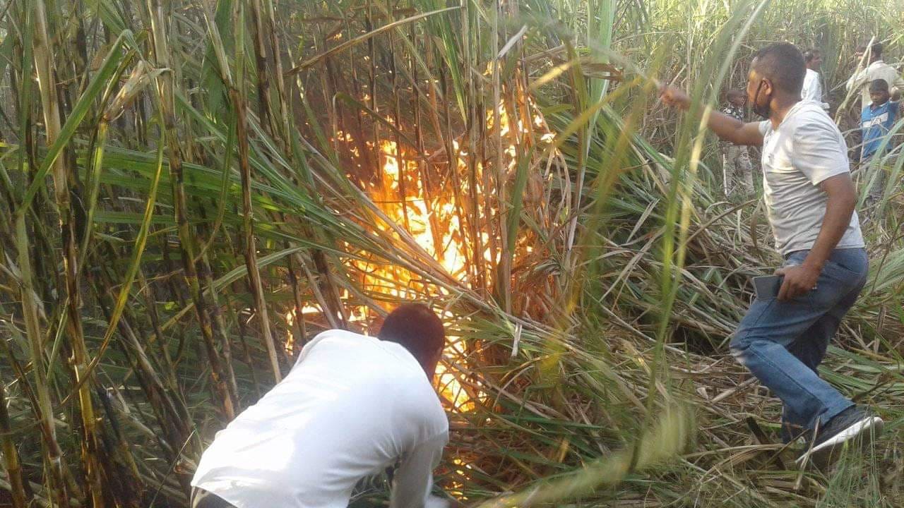 काटेर चिनी मिललाई बिक्री गर्ने बेला उखु खेतमा आगलागी