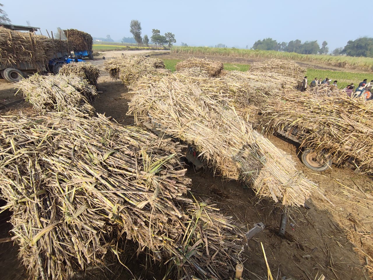 सर्लाहीका उखु किसानको बिजोग: काटेको उखु खेतमै सुक्दै